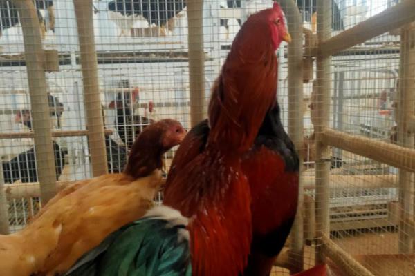 斗鸡的饲料配方，可用玉米、高粱等原料去搭配
