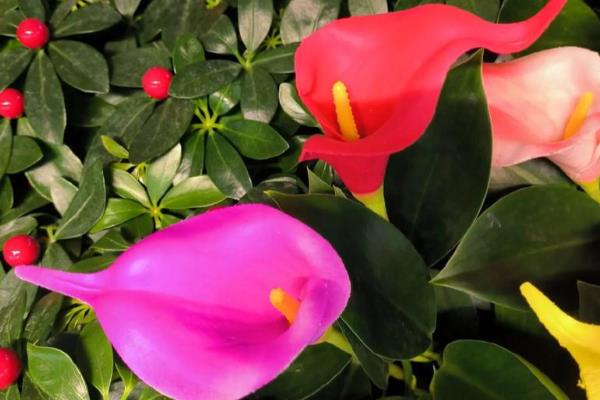 冬季怎么养马蹄莲，开花期注意保持盆土湿润