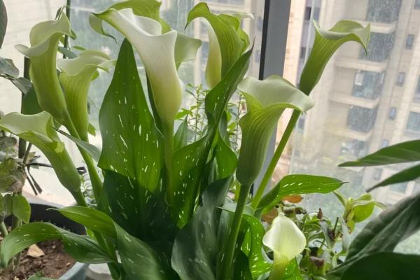 冬季怎么养马蹄莲，开花期注意保持盆土湿润