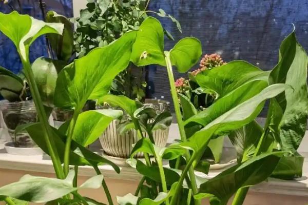 冬季怎么养马蹄莲，开花期注意保持盆土湿润
