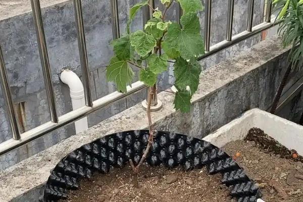 玫瑰花换盆后多久会生根,20天左右生根
