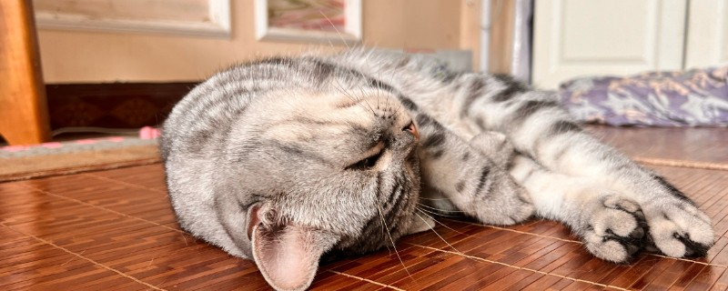 猫咪的应激反应，常常会躲在阴暗的角落