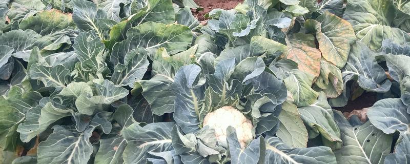 露天花菜的种植方法，选择在每年6-9月进行