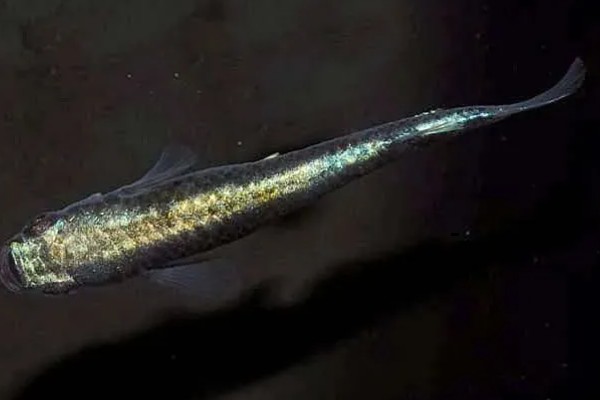 青鳉鱼能长多大，成年之后身长在1.5-2厘米