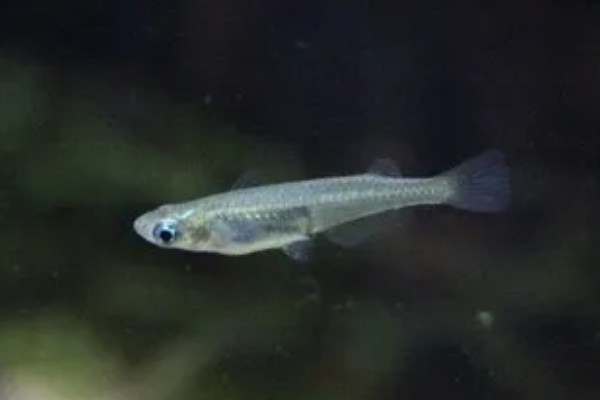 青鳉鱼能长多大，成年之后身长在1.5-2厘米
