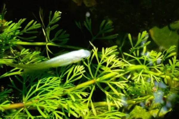 青鳉鱼能长多大，成年之后身长在1.5-2厘米