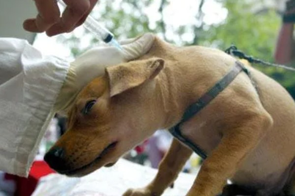 狗狗生病怎么治疗，发生犬瘟热可注射犬瘟热病毒抗体和高免血清