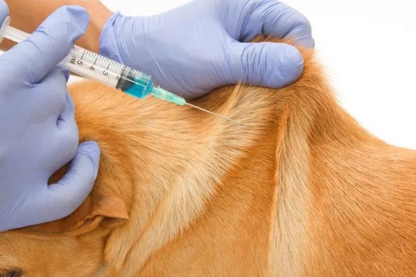 狗狗生病怎么治疗，发生犬瘟热可注射犬瘟热病毒抗体和高免血清