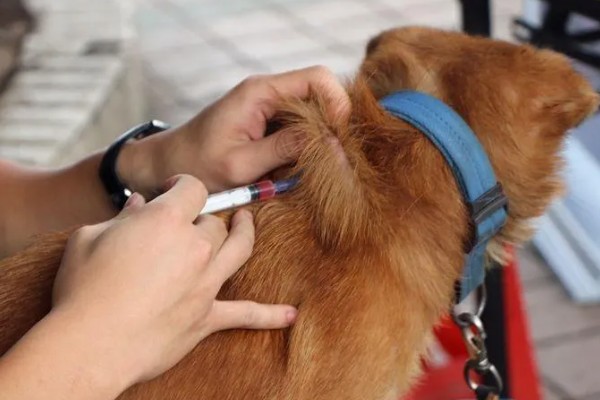 狗狗生病怎么治疗，发生犬瘟热可注射犬瘟热病毒抗体和高免血清