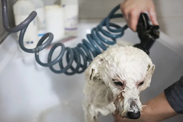 狗狗生病怎么治疗，发生犬瘟热可注射犬瘟热病毒抗体和高免血清