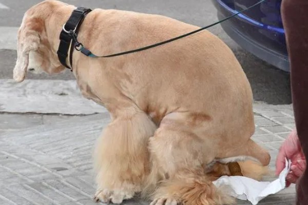 狗狗生病怎么治疗，发生犬瘟热可注射犬瘟热病毒抗体和高免血清
