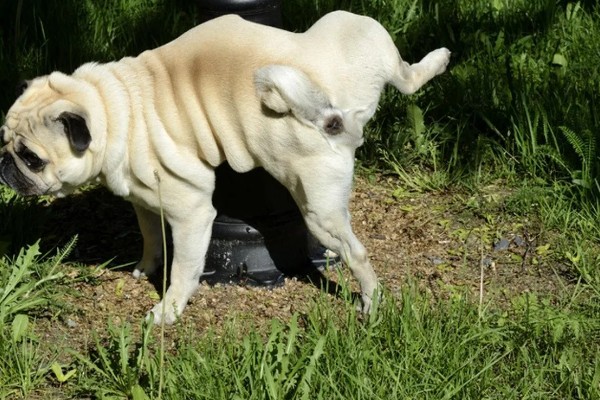 狗狗生病怎么治疗，发生犬瘟热可注射犬瘟热病毒抗体和高免血清
