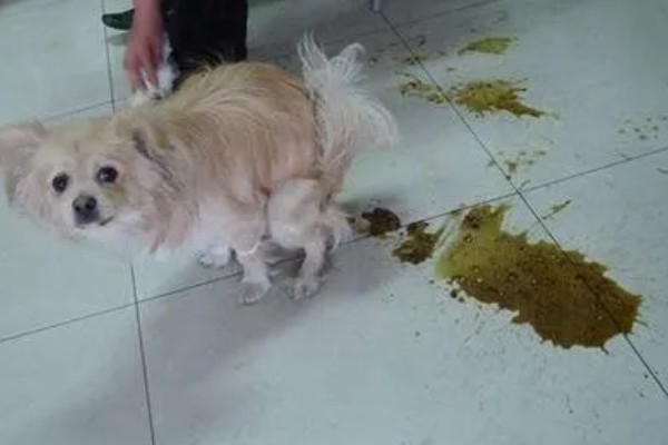 狗狗生病怎么治疗，发生犬瘟热可注射犬瘟热病毒抗体和高免血清