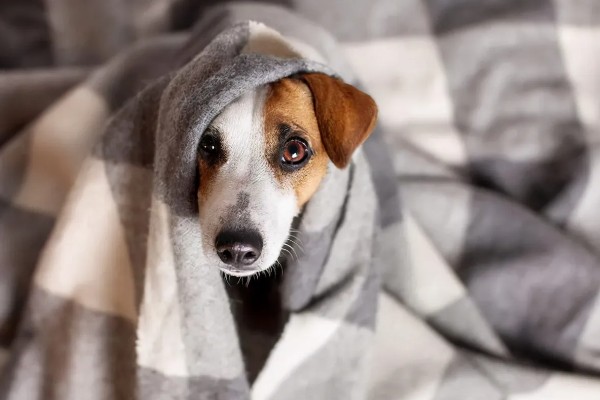 狗狗生病怎么治疗，发生犬瘟热可注射犬瘟热病毒抗体和高免血清