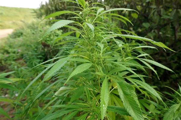 甘肃张家川县的特产，红花牛肉质优良