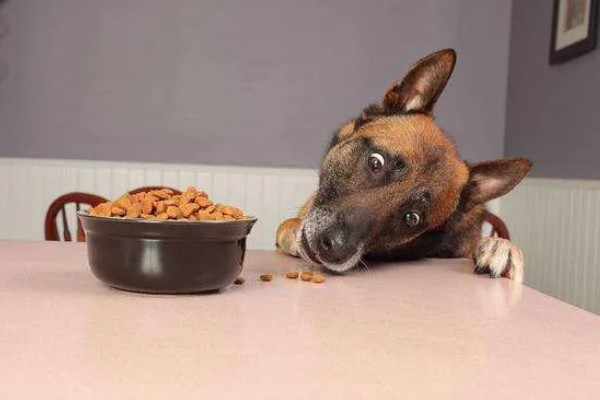 狗狗生病怎么治疗，发生犬瘟热可注射犬瘟热病毒抗体和高免血清