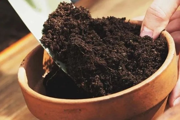 让栀子花更旺盛的方法,每周都要追施一次肥料