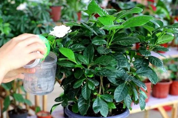 让栀子花更旺盛的方法,每周都要追施一次肥料