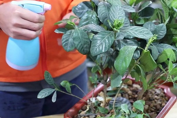 让栀子花更旺盛的方法,每周都要追施一次肥料