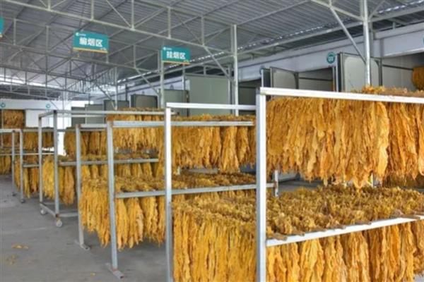 烤烟怎么调制,将烟叶放入烤房中再加热