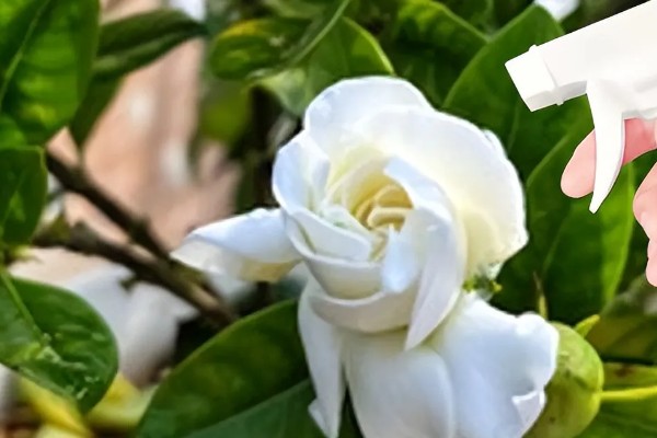 让栀子花更旺盛的方法,每周都要追施一次肥料