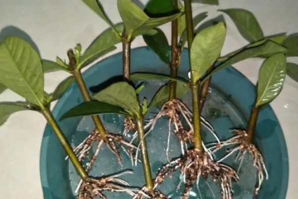 让栀子花更旺盛的方法,每周都要追施一次肥料