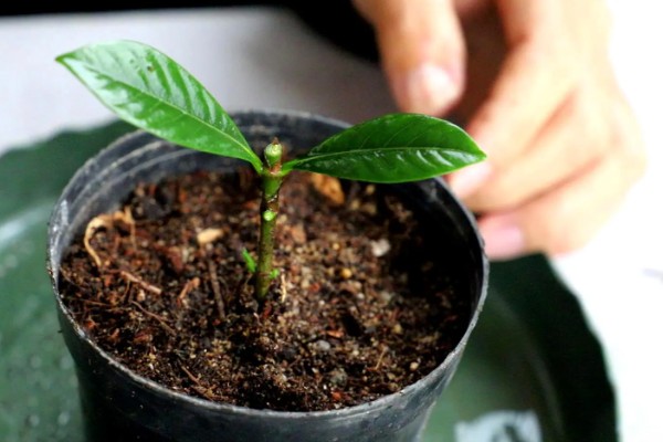 让栀子花更旺盛的方法,每周都要追施一次肥料
