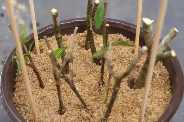 让栀子花更旺盛的方法,每周都要追施一次肥料