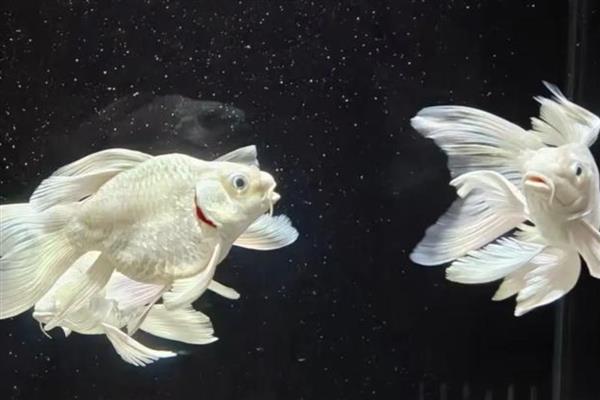 怎么养殖台湾蝴蝶鲤鱼，每隔15天换一次水