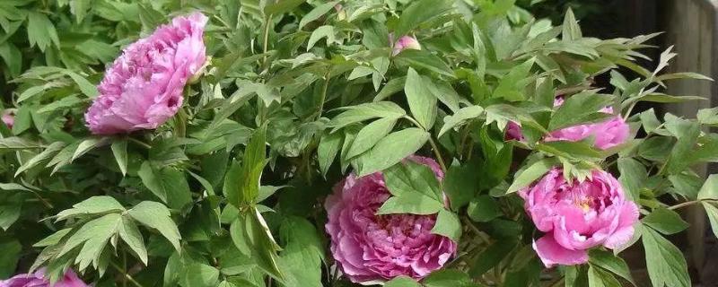 牡丹花的叶片外观，形状因品种而异