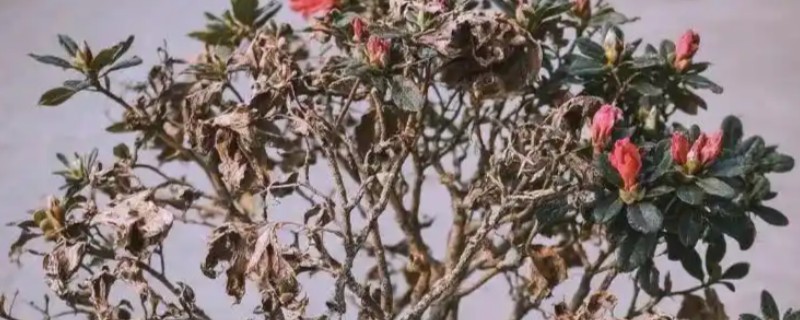 杜鹃花缺水有哪些表现，表现为叶子焦枯