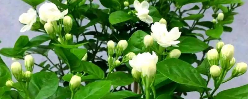 茉莉花叶子黄且慢慢变干如何处理，要及时更换土壤