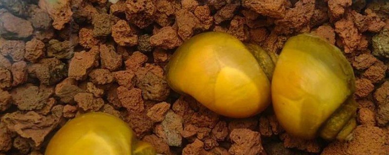 黄金螺能不能用冷水养，可以接受5-45℃的水温