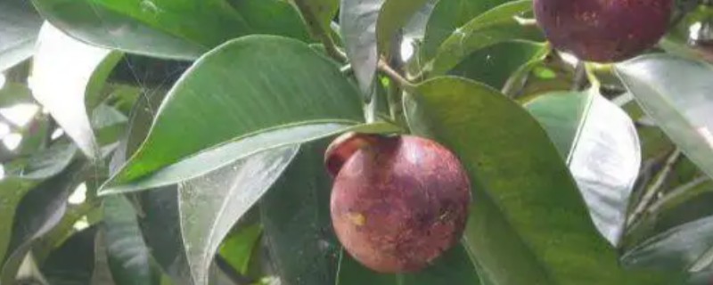 山竹病虫害怎么防治，遇到蚜虫可使用啶虫脒等药物