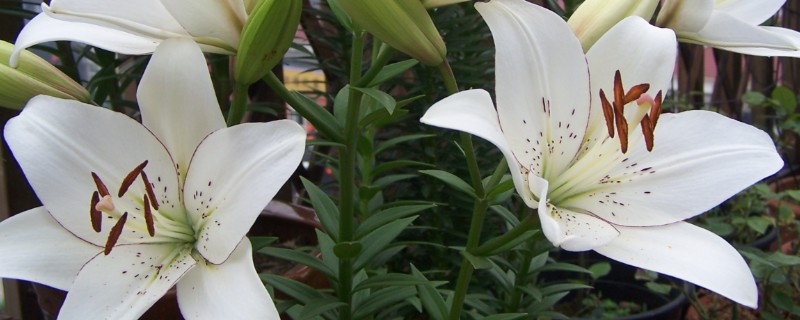 百合花的养殖方法，春秋季节每隔3-5天浇一次水