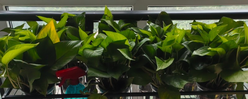 绿萝烂根原因，一般是低温、过度浇水等因素所致