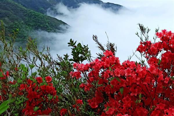 10月份能不能栽活映山红，种植后不会死亡