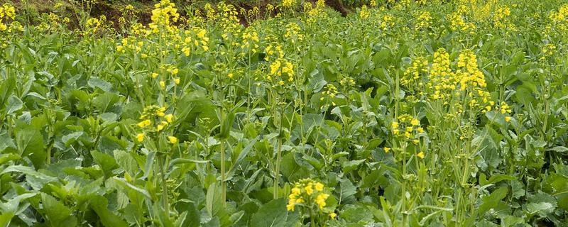 油菜一菜两用模式，一般在9-10月份移栽