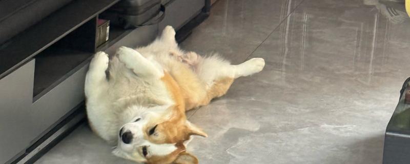 狗狗为什么喜欢在主人面前翻肚皮，对主人的无条件的信任