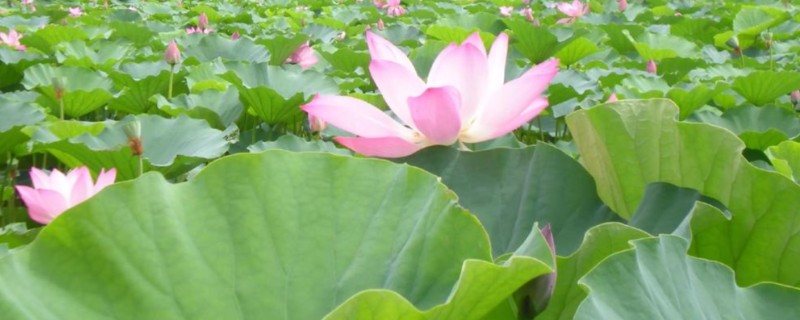 荷花的开放时间，花期为6-9月份