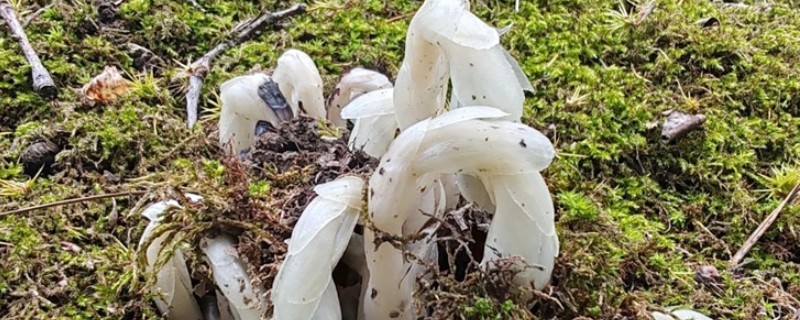 无需阳光的花卉有哪些，有水晶兰、龙血树等