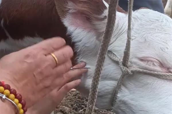 怎么给牛打针,分为肌肉注射、静脉注射等方式