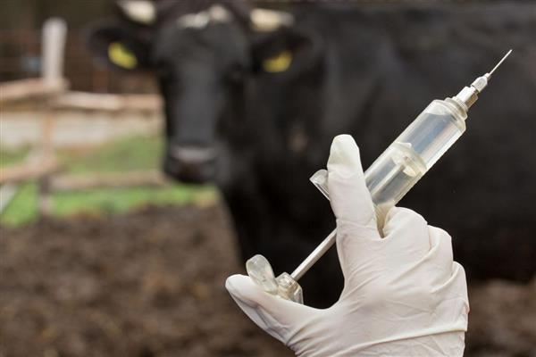 怎么给牛打针,分为肌肉注射、静脉注射等方式