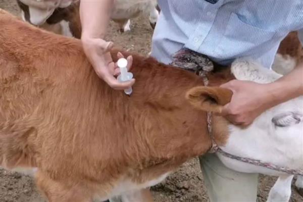 怎么给牛打针,分为肌肉注射、静脉注射等方式