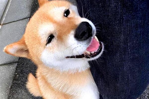 狗狗为什么拉灰白色便便,可能是消化不良、患有肠炎等因素所致