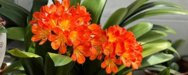 君子兰的养殖方法，不干不用浇水