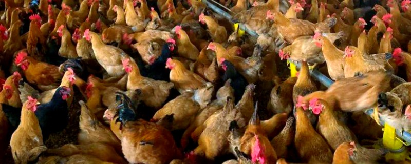 鸡一般可以长多大，通常能长3-5斤重