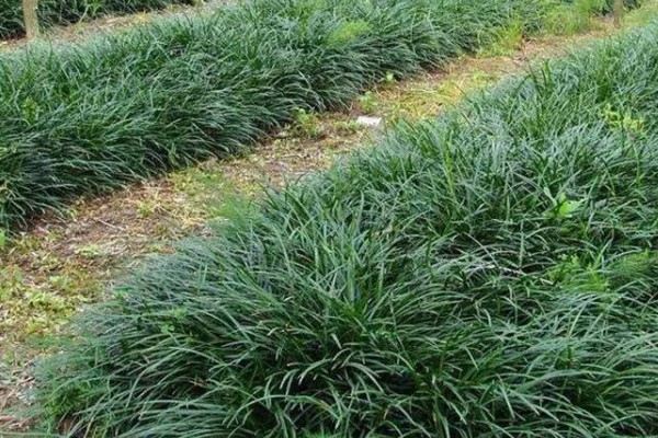 种植麦冬的效益,每亩地可获纯利1.6万元左右