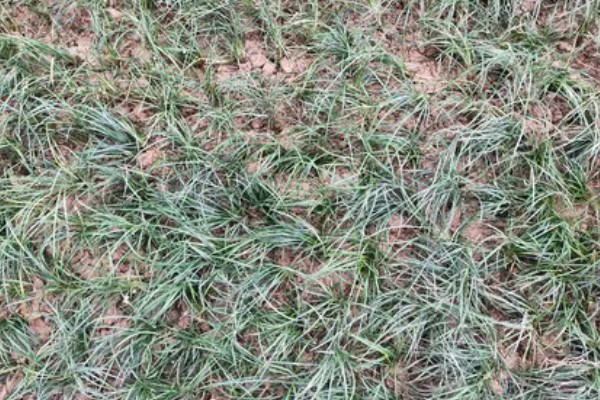 种植麦冬的效益,每亩地可获纯利1.6万元左右