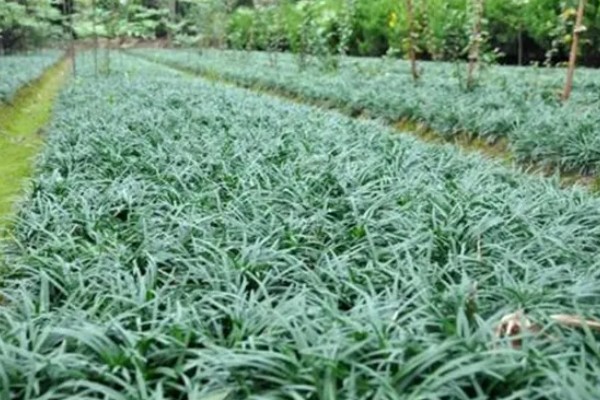种植麦冬的效益,每亩地可获纯利1.6万元左右